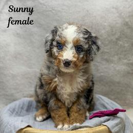 Sunny - Merle female Bernedoodle puppy in Williamson, New York from Lakeside Doodles