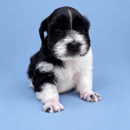Oreo - Parti male Miniature Schnauzer puppy in Lumberton, Texas from Smart Choice Miniature Schnauzers