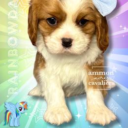 Rainbow Dash - Blenheim female Cavalier King Charles Spaniel puppy in Ammon, Idaho from Ammon Acres Cavaliers