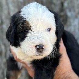 Bentley - Tri-color male Bernedoodle puppy in El Campo, Texas from Little Fur Friends Bernedoodles