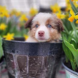 Australian Shepherd Puppies from Furtabulous Paws Australian Shepherds