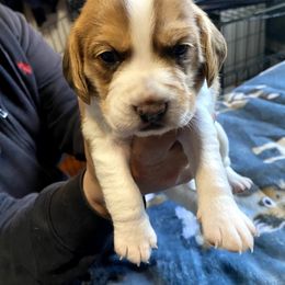 Beagle Puppies from Amanda Nitsa Oz