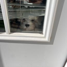 Maltese Puppies from TCBs Glowing Maltese
