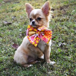 London - Fawn and white female Chihuahua puppy in Gloucester, Virginia from Charlotte's Web of Chihuahuas