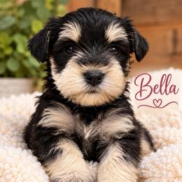 Bella - Black and silver female Miniature Schnauzer puppy in Hull, Georgia from Ardent Miniature Schnauzers of Athens