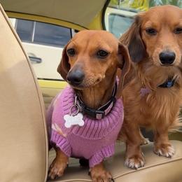Ollie - Dachshund