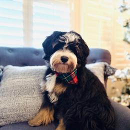 Melli - Tri-color female Bernedoodle puppy in Katy, Texas from Bluebonnet Bernedoodles of Southeast Texas