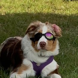 Miniature Australian Shepherd All Grown Up from Klatt's Mini Aussies