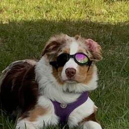 Miniature Australian Shepherd All Grown Up from Klatt's Mini Aussies