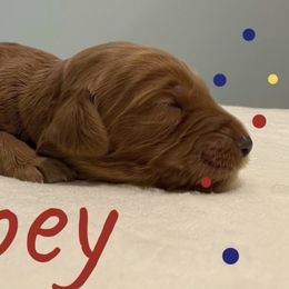 Boy 1 - Goldendoodle puppy in Georgia from Four Gables Doodles