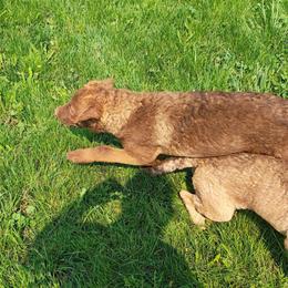 Strawberry - Sedge female Chesapeake Bay Retriever puppy in Soap Lake, Washington from Desert Oasis Kennels