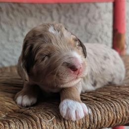 Grizzly (Bear) - Brown merle male Aussiedoodle puppy in Tucson, Arizona from Ever After Doodles Arizona