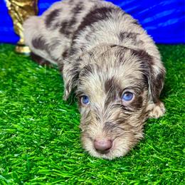 Christian Pulisic (USA) - Merle male Labradoodle puppy in Kingston, Georgia from CC Familydoodles