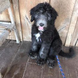 Aussiedoodle and Sheepadoodle Puppies from Neudoodles