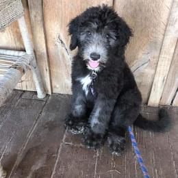 Aussiedoodle and Sheepadoodle Puppies from Neudoodles