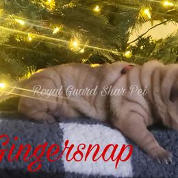 Gingersnap - Red fawn male Chinese Shar-Pei puppy in Columbus, Indiana from Royal Guard Shar Pei