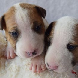 Miniature Bull Terrier Puppies from Rossi River Minibulls