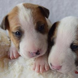 Miniature Bull Terrier Puppies from Rossi River Minibulls