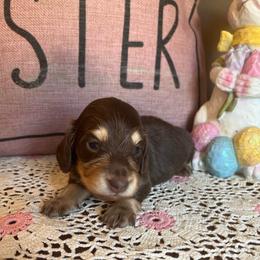 Hershey - Chocolate and cream female Dachshund puppy in Perryville, Maryland from Heavenly Heritage Dachshunds and Doods