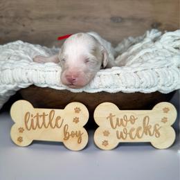 Red Boy - Cream male Goldendoodle puppy in Lowville, New York from DM Hilltop FURfamily