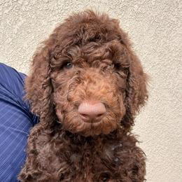 Green - Chocolate male Labradoodle puppy in Chula Vista, California from Coastal Cocoa Labradoodle