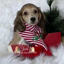 Dachshund Puppies from Legacy Lane Dachshunds