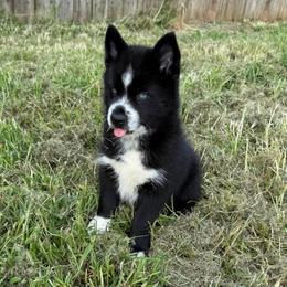 Baloo - Black and white male Pomsky puppy in La Vergne, Tennessee from Atencio Pomsky