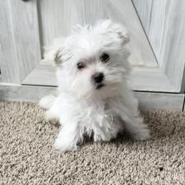 Boy 1 - White male Morkie puppy in Madelia, Minnesota from Prairie Farms