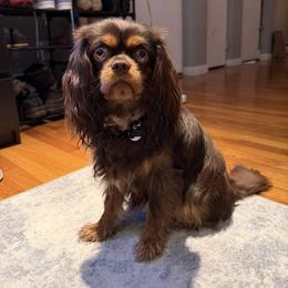 Selena - Cavalier King Charles Spaniel