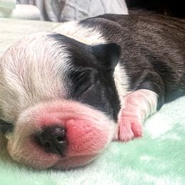 Boston Terrier Puppies from Buster’s Boston Babes