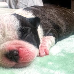Boston Terrier Puppies from Buster’s Boston Babes