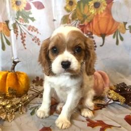 Tinsley - Blenheim female Cavalier King Charles Spaniel puppy in Conway, Missouri from Jordan  Harrison