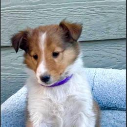 Ciara - Sable and white female Collie puppy in Newcastle, Wyoming from Wykota 7K Scottish Collies