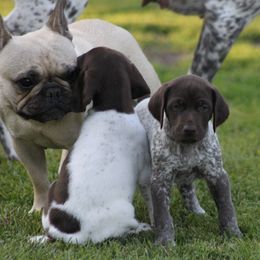 German Shorthaired Pointer Puppies from Mancandy German Shorthairs