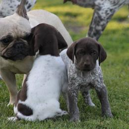 German Shorthaired Pointer Puppies from Mancandy German Shorthairs