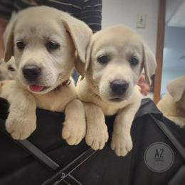 Labrador Retriever Puppies from AZ Kennels LLC