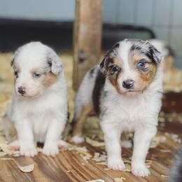 Australian Shepherd Puppies from Boise Aussie Paws