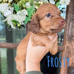 Boy 2 - male Dachshund puppy in Franklinton, Louisiana from Southern Grace Doxies