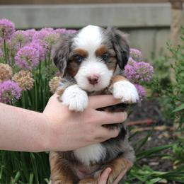 Cheyenne - Blue merle female Bernedoodle puppy in Eagle Mountain, Utah from Fur Real Puppies.