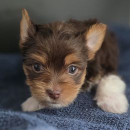 Boy 3 - Parti male Yorkshire Terrier puppy in White Pigeon, Michigan from Kathys Yorkie and Shih-tzu Cuties
