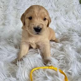 Yellow - Ranger - Golden male Golden Retriever puppy in Puyallup, Washington from Daffodil Valley Goldens