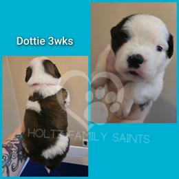 Teal FEMALE- Dottie - White and brown female Saint Bernard puppy in Kaukauna, Wisconsin from Holtz Family Saints