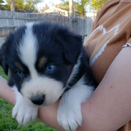 Australian Shepherd Puppies from Bar G Australian Shepherds