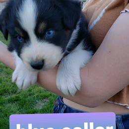 Australian Shepherd Puppies from Bar G Australian Shepherds
