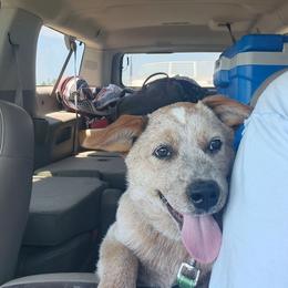 Creek - Red mottled male Australian Cattle Dog puppy in Chillicothe, Missouri from TLC Cattle dogs