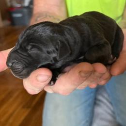 Black Boy 2 - Black male Great Dane puppy in Ottumwa, Iowa from Robin's Great Danes