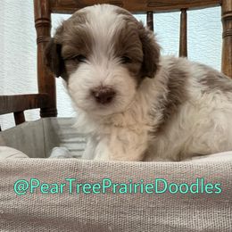 Aussiedoodle, Bernedoodle, and Poodle Puppies from Pear Tree Prairie Doodles