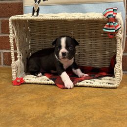 Girl 4 - Black and white female Boston Terrier puppy in Conyers, Georgia from Dixe Hill Dogs