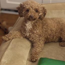Poodle puppies from Miranda’s Sunshine Poodles and Doodles