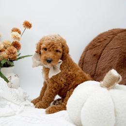 Yellow collar girl - Red  female Goldendoodle puppy in Spokane, Washington from Beloved_doodles_WA